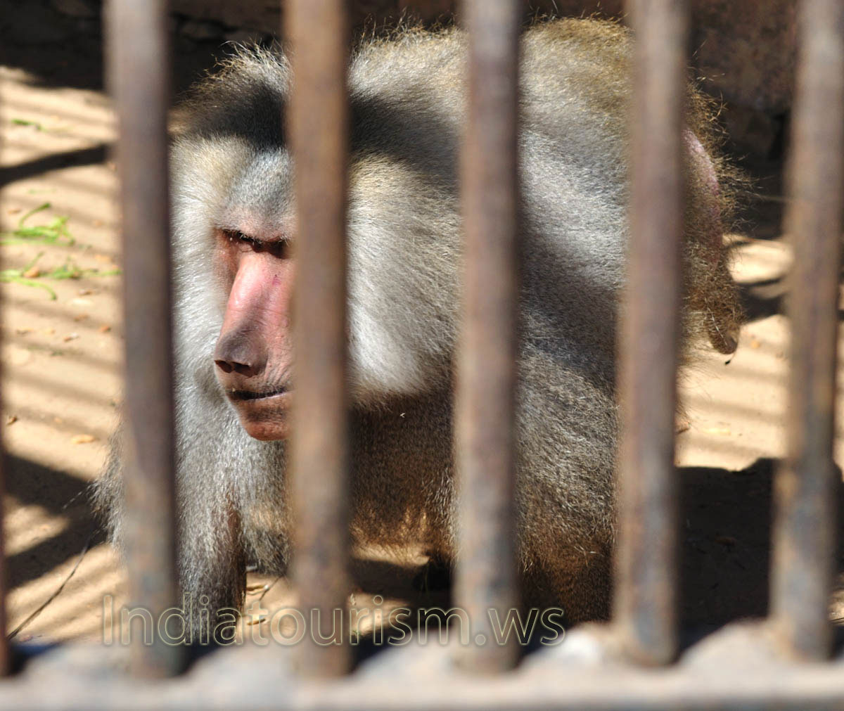 Hamadryas baboon (Papio hamadryas)