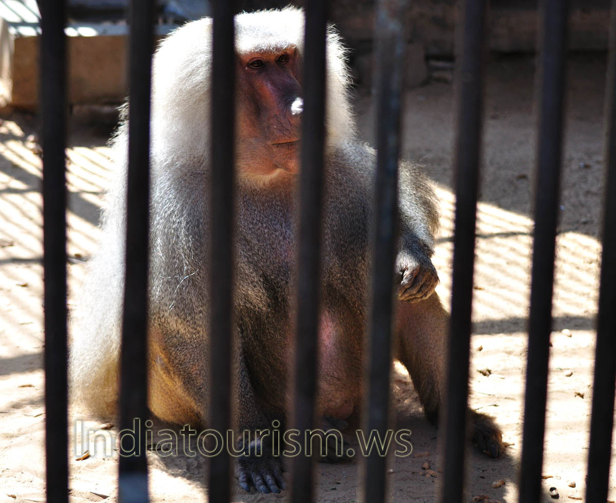 Hamadryas baboon sitting in a cage