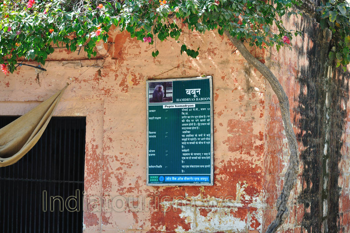 The poster about Hamadryas baboon