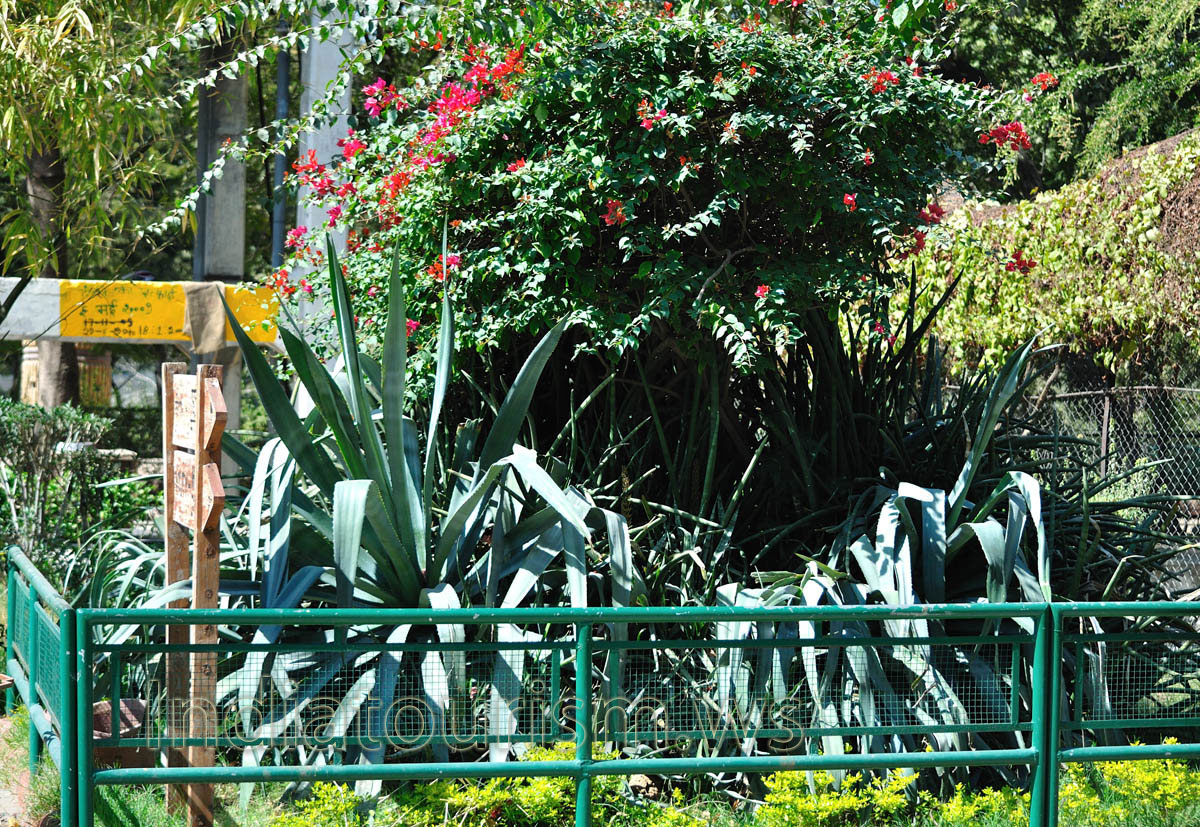 agaves and red flowers