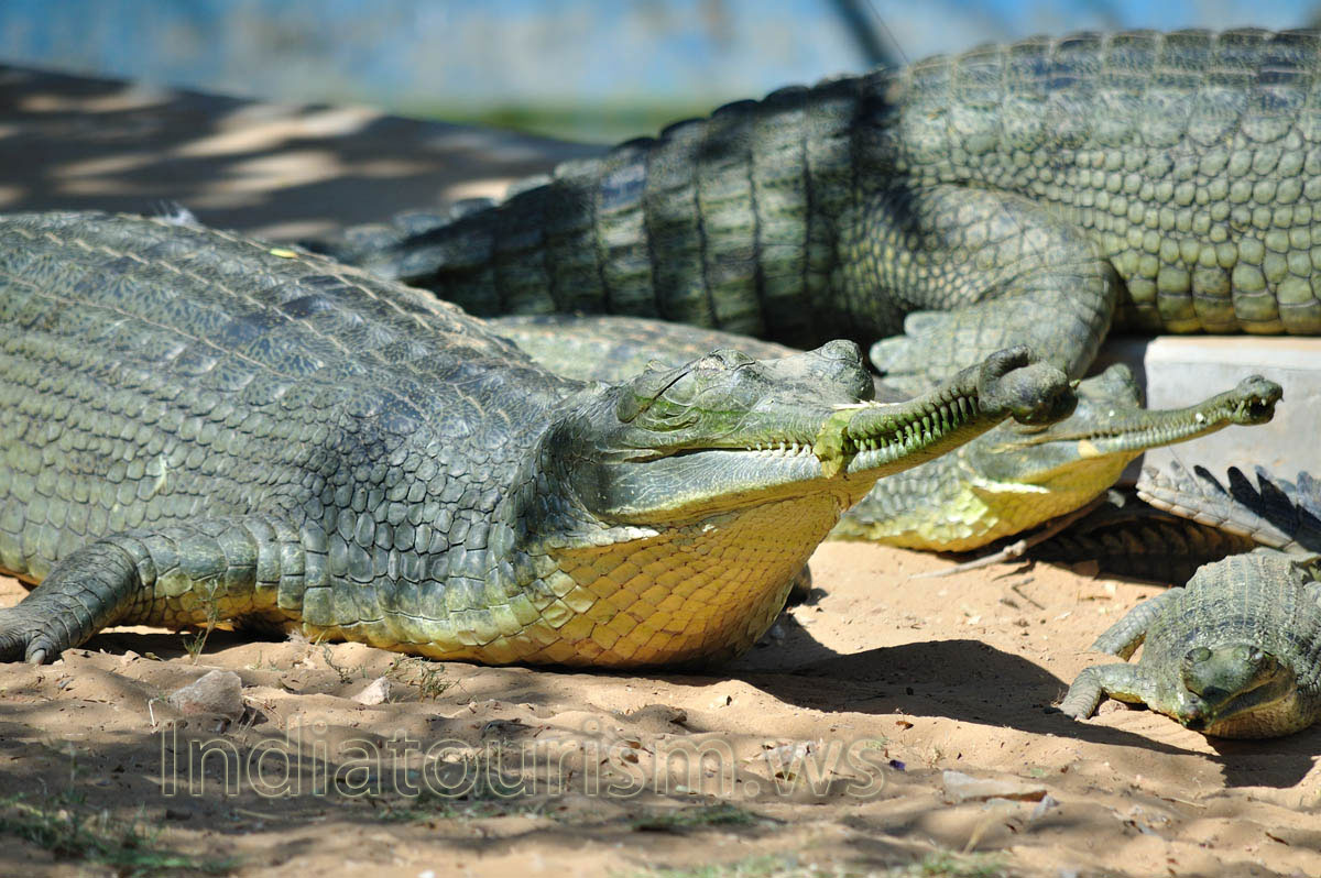 gharials basking on the sunshine