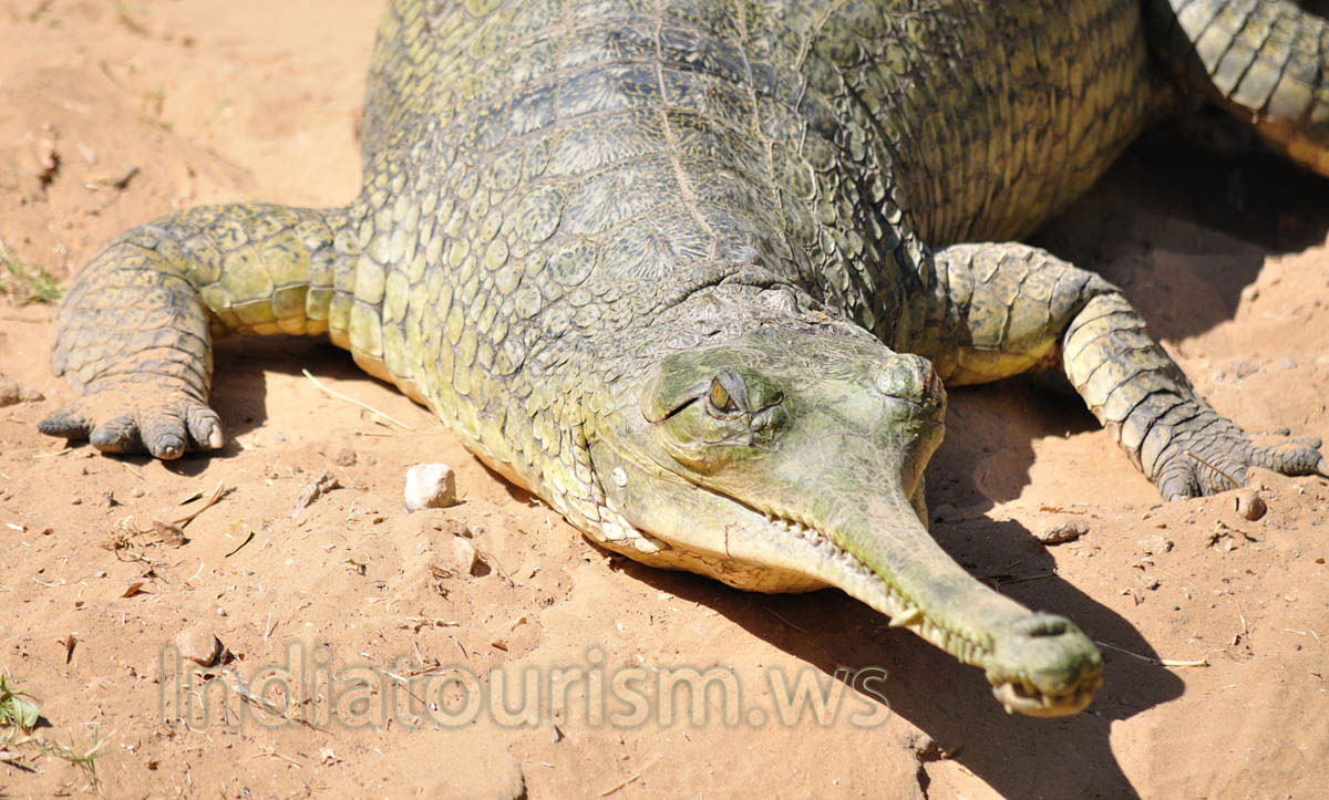 gharial with wide opened eyes