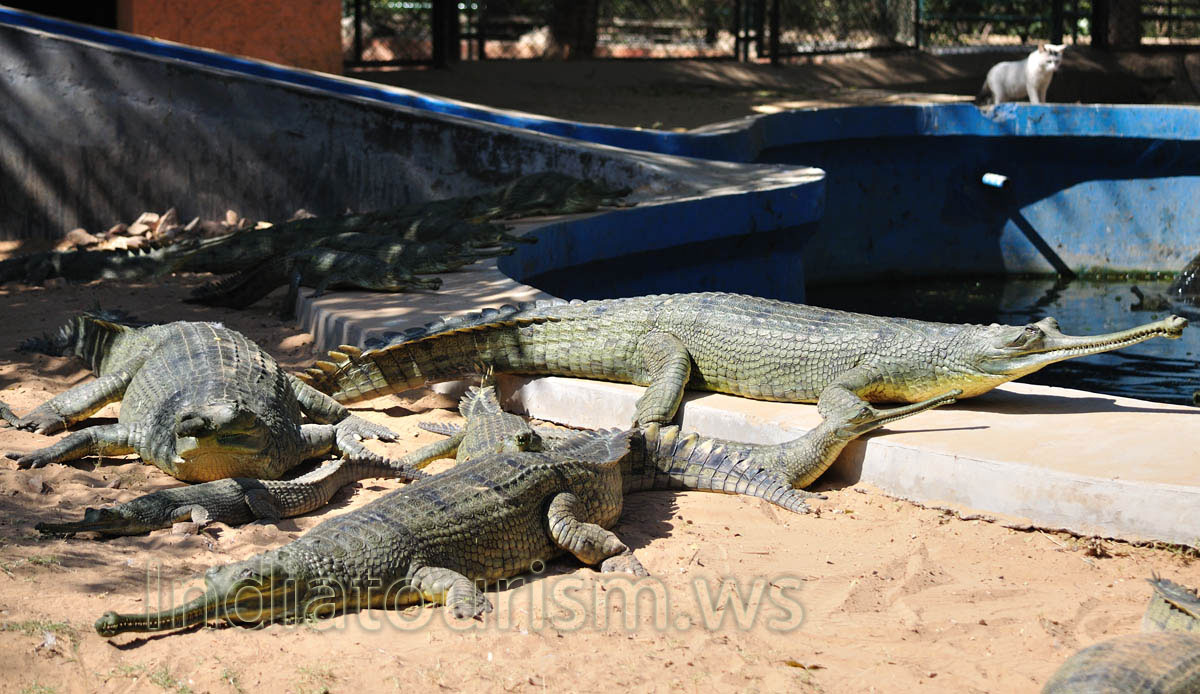 Baby gharial crocodiles