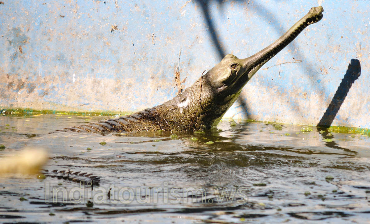 gharial swimming in the water