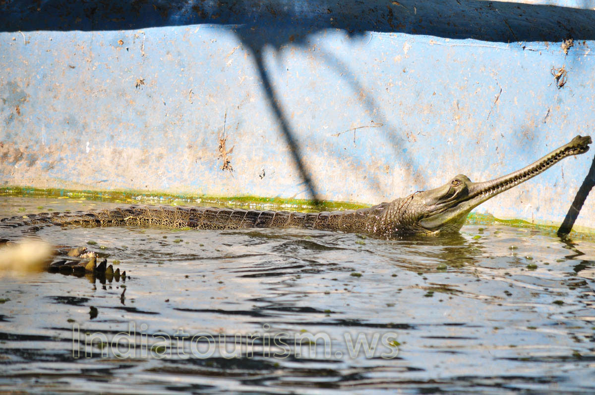 gharial crocodile