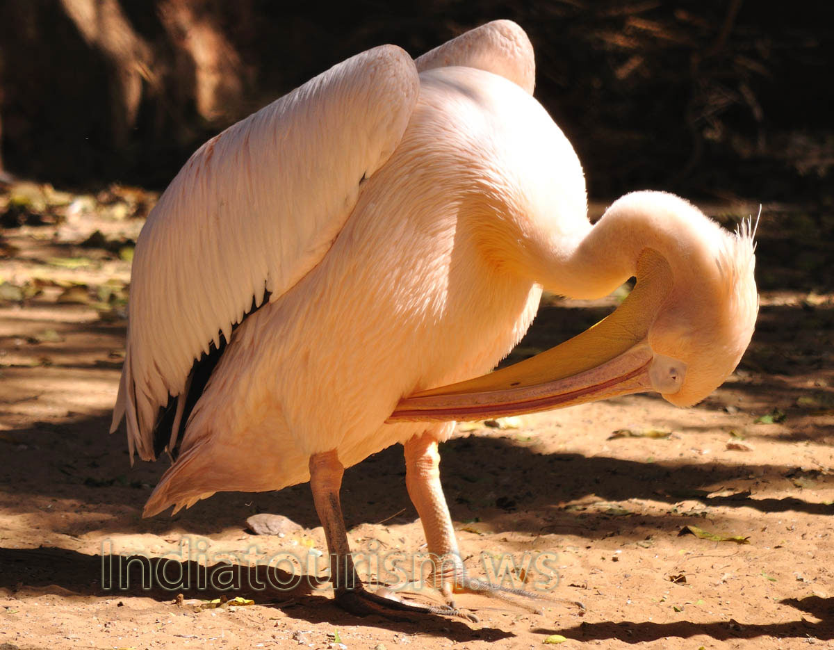 Rosy pelican