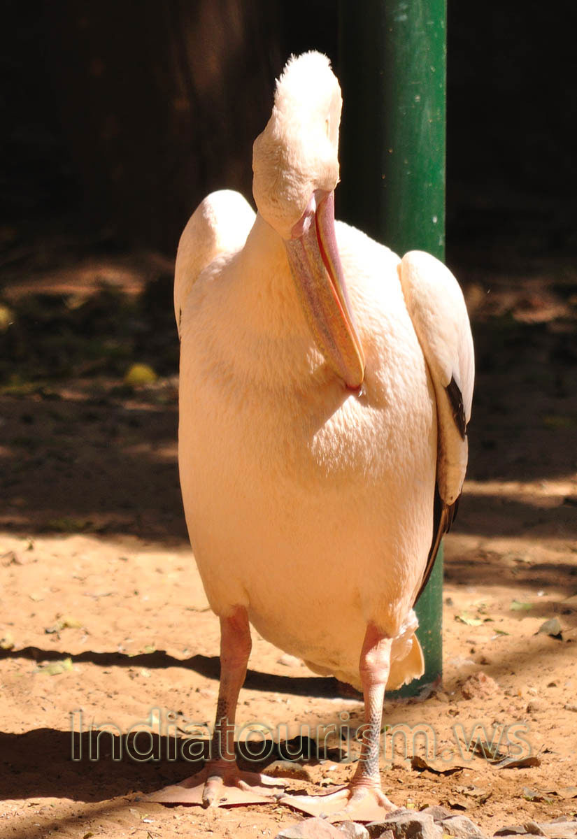 Rosy pelican (Pelecanus onocrocotalus)