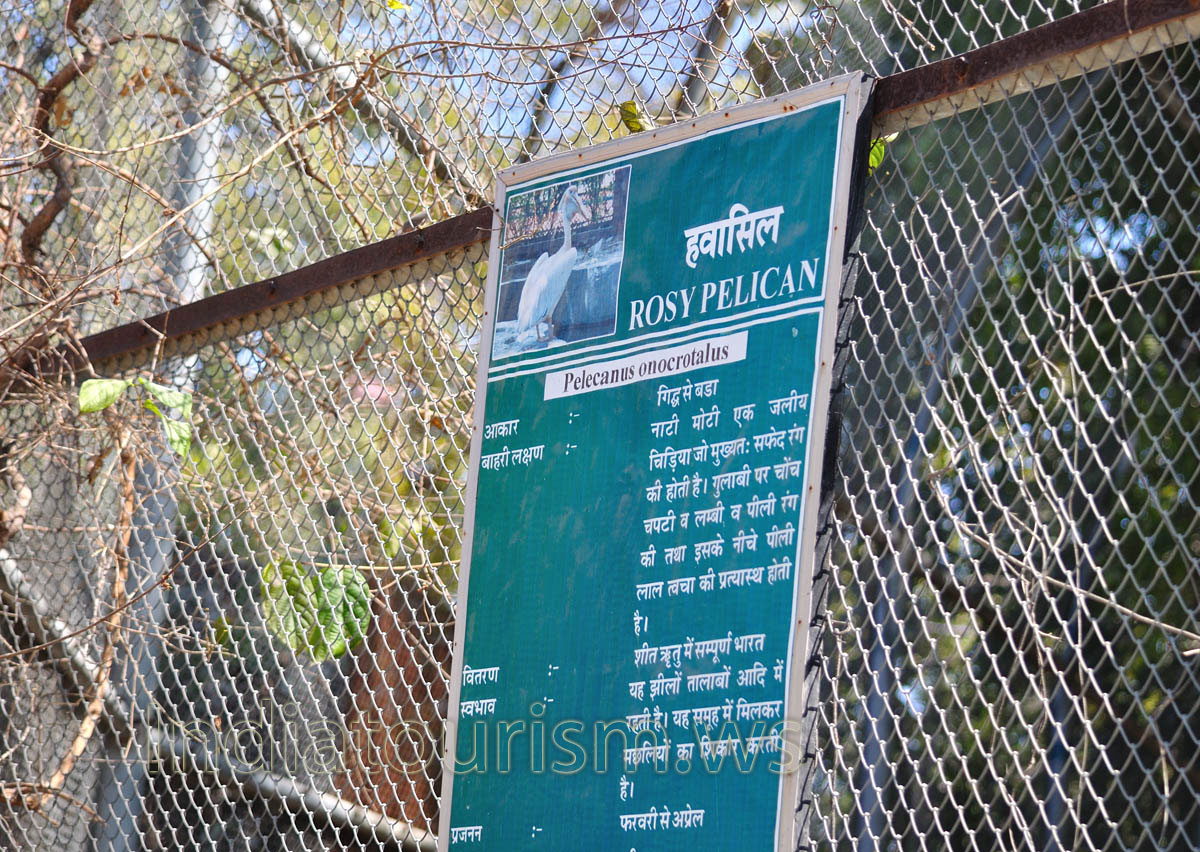 The poster about Rosy pelican