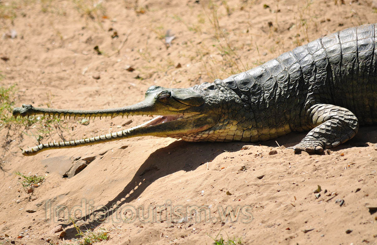 Shade with the shape of the crocodile teeth