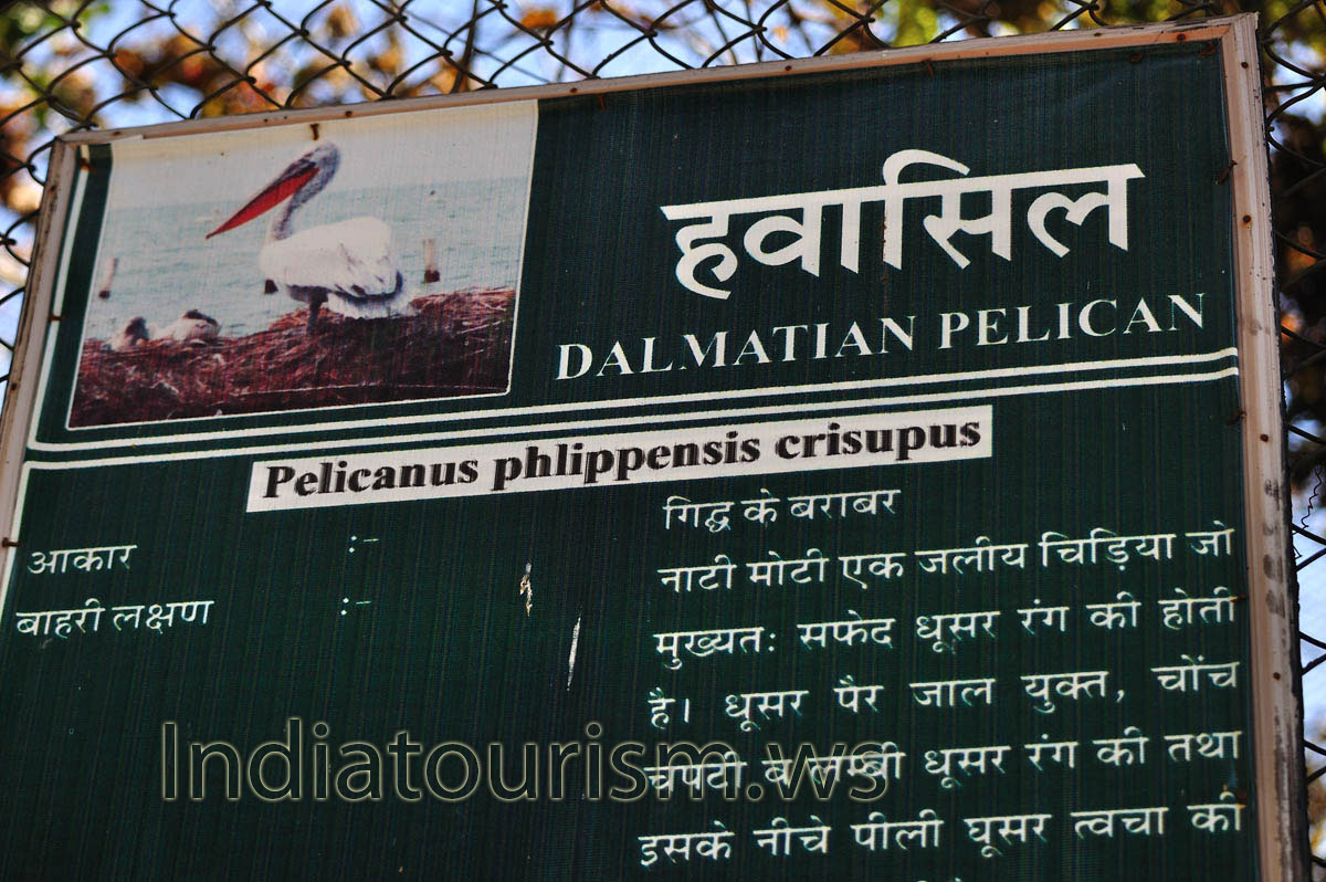 The poster about Dalmatian pelican