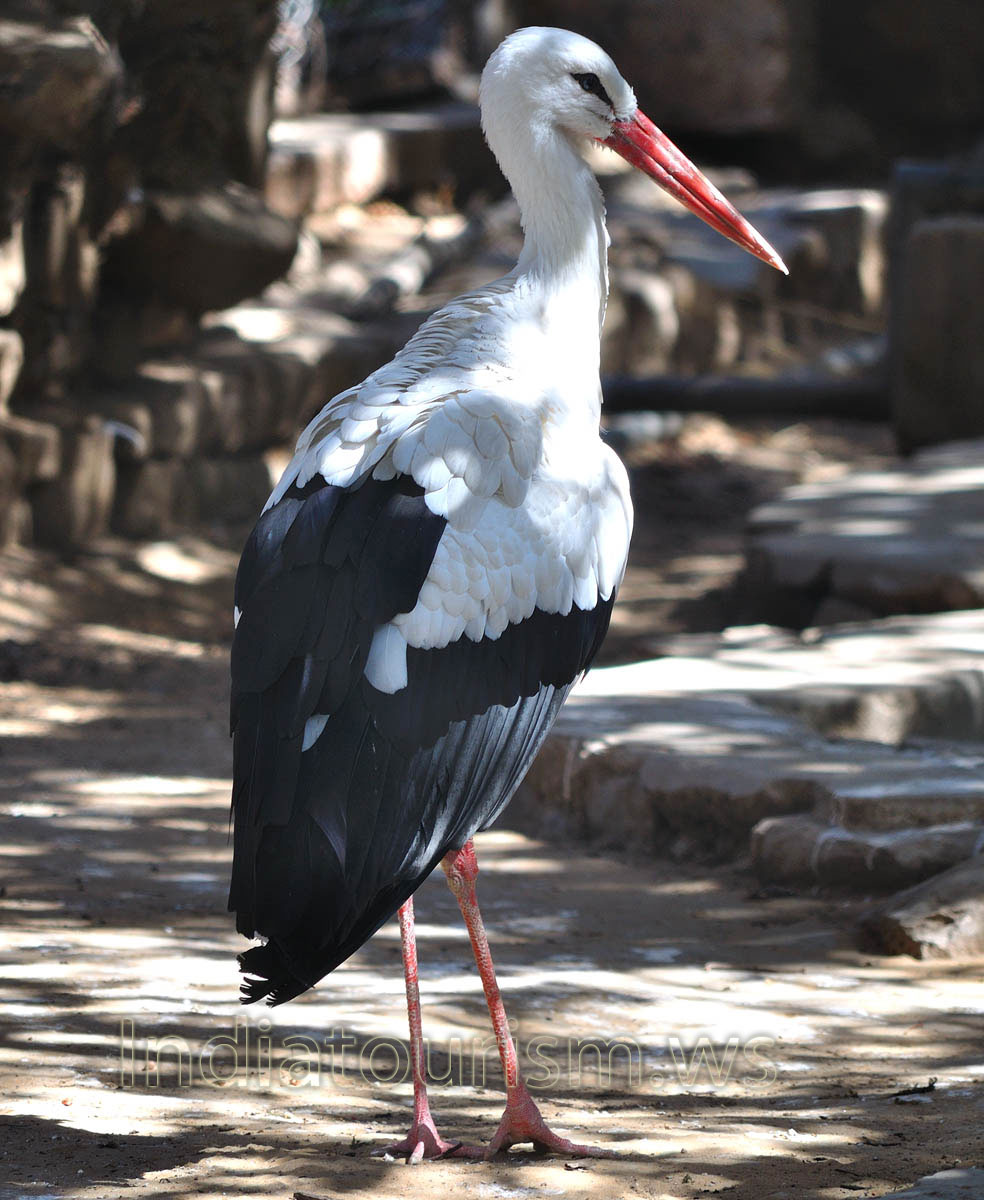 White Stork