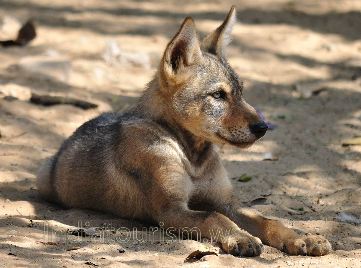 baby wolf