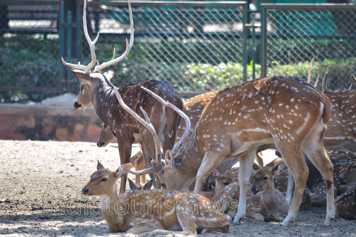 The chital or cheetal (Axis axis)