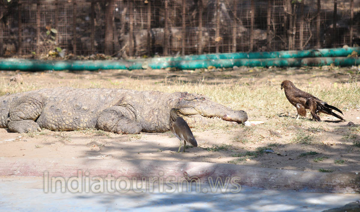 crocodile and eagles