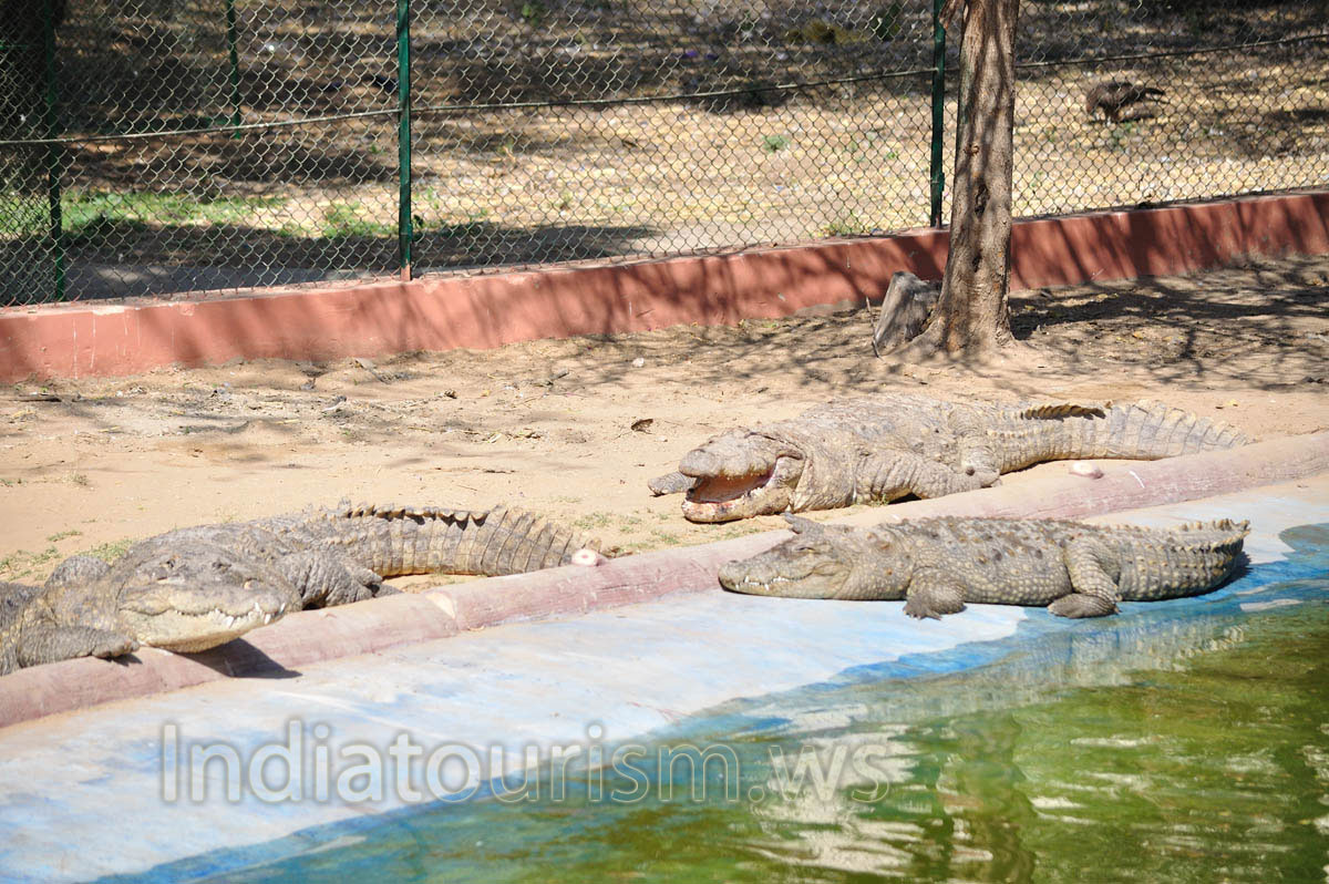 marsh crocodiles