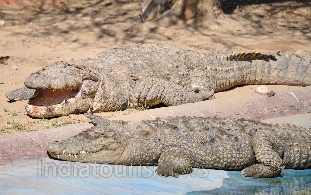 marsh crocodiles like to bask in the sunshine