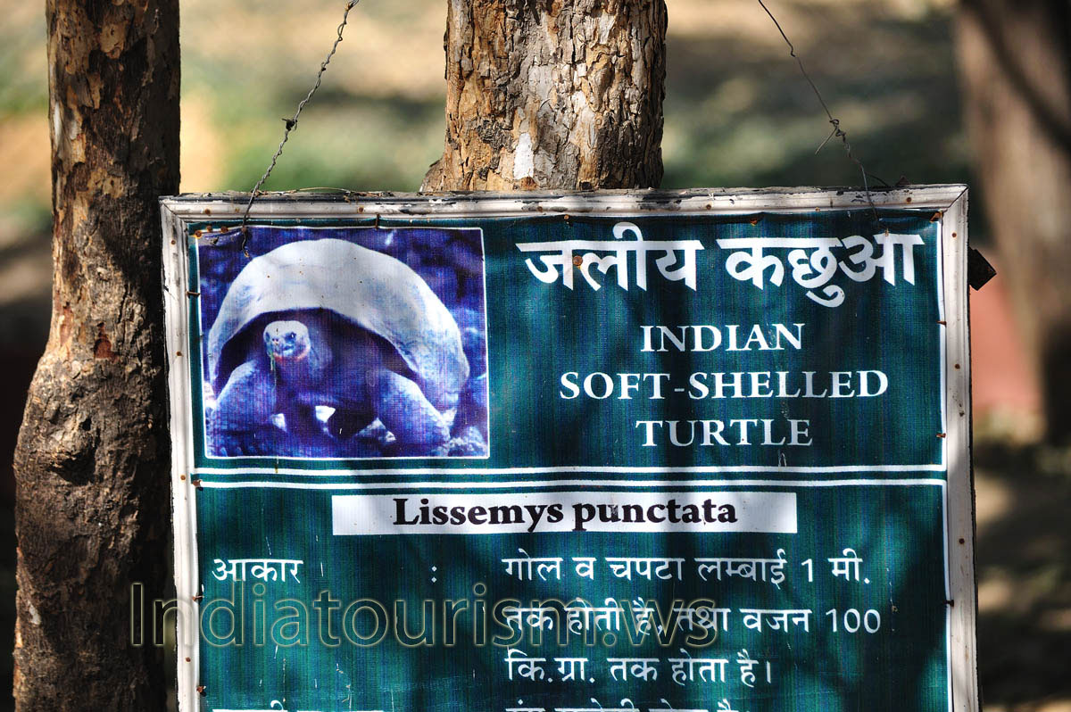 The poster about Indian soft-shelled turtle