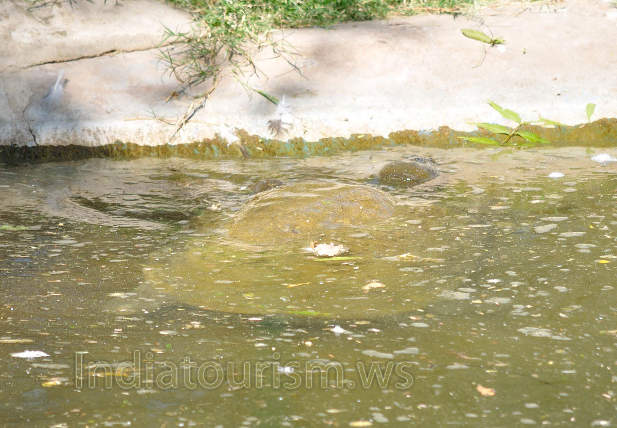Indian soft-shelled turtle