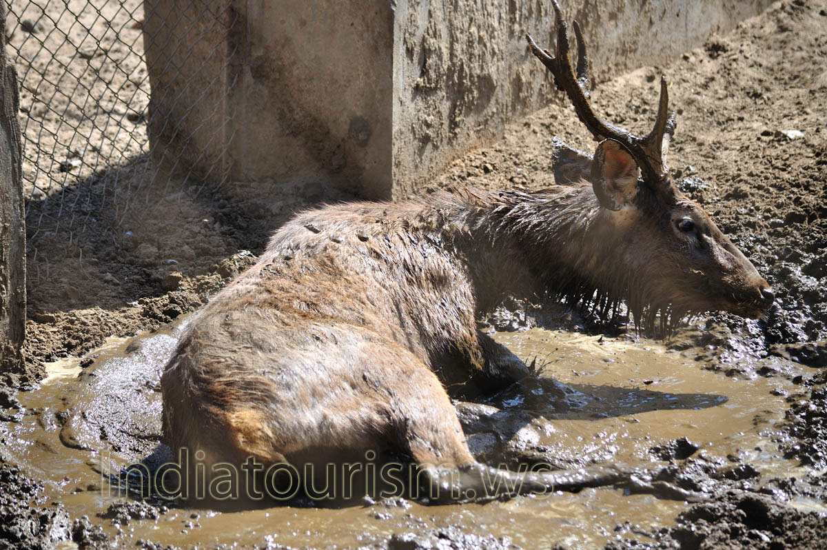 Sambar mud bath