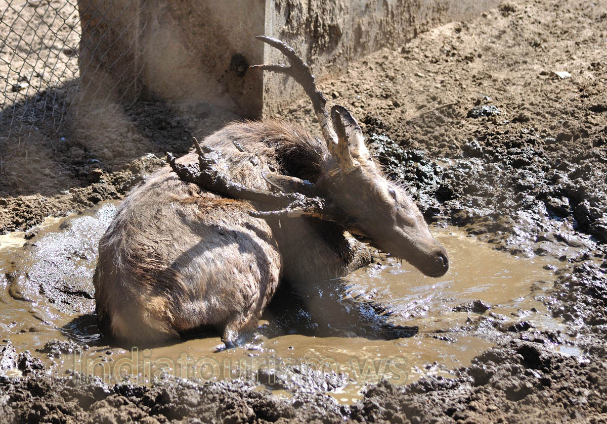 Sambar enjoys with mud bath