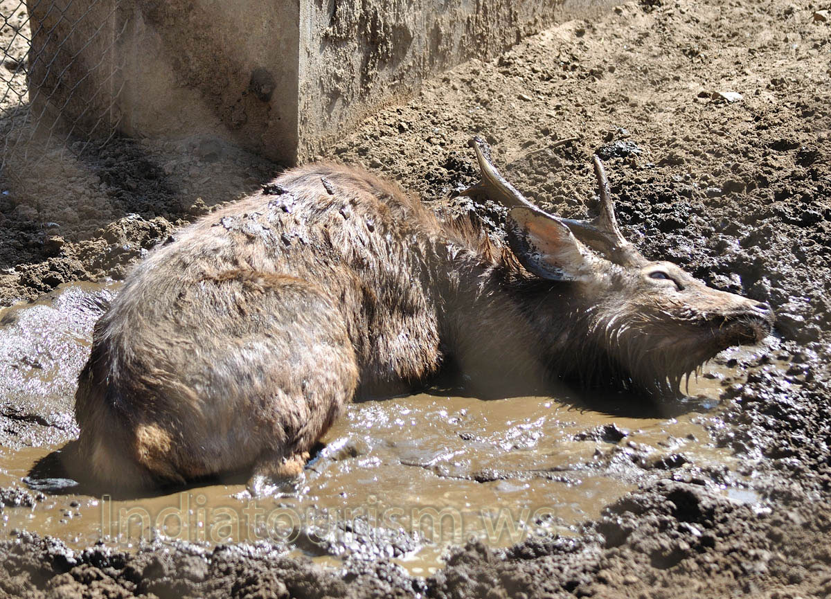 Sambar (Rusa unicolor)
