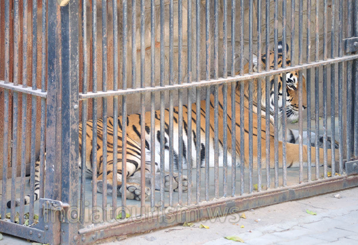 tiger in the cage