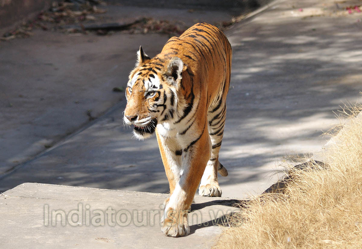 Tiger (Panthera tigris)