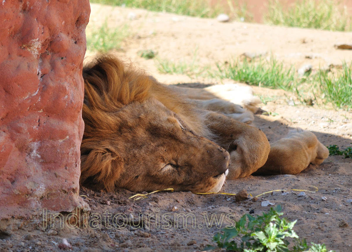 Indian lion