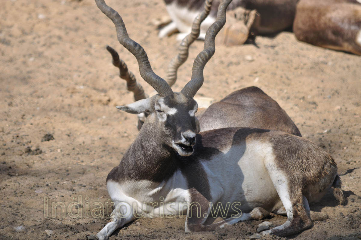 blackbuck (Antilope cervicapra)