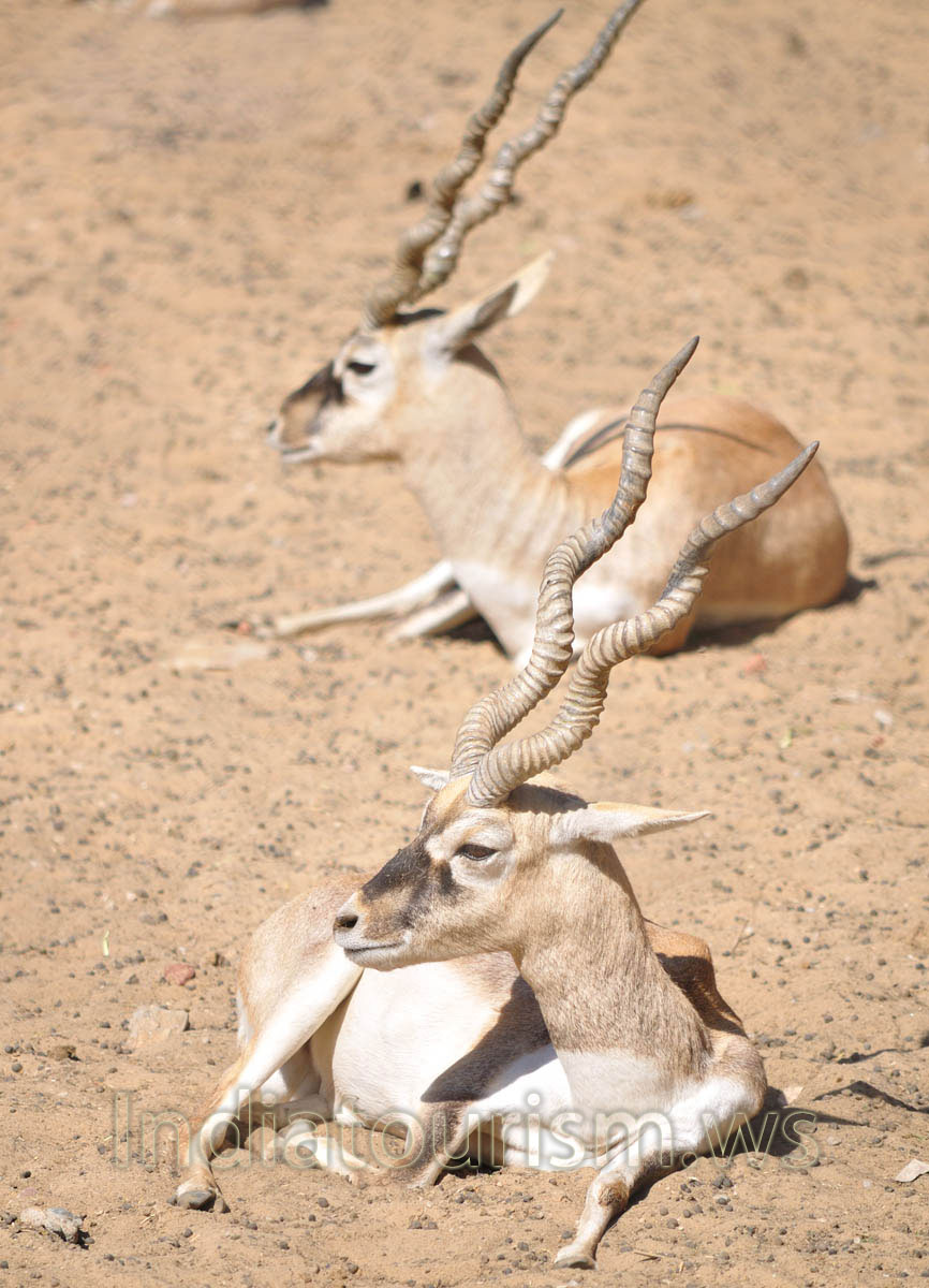 long horned blackbucks