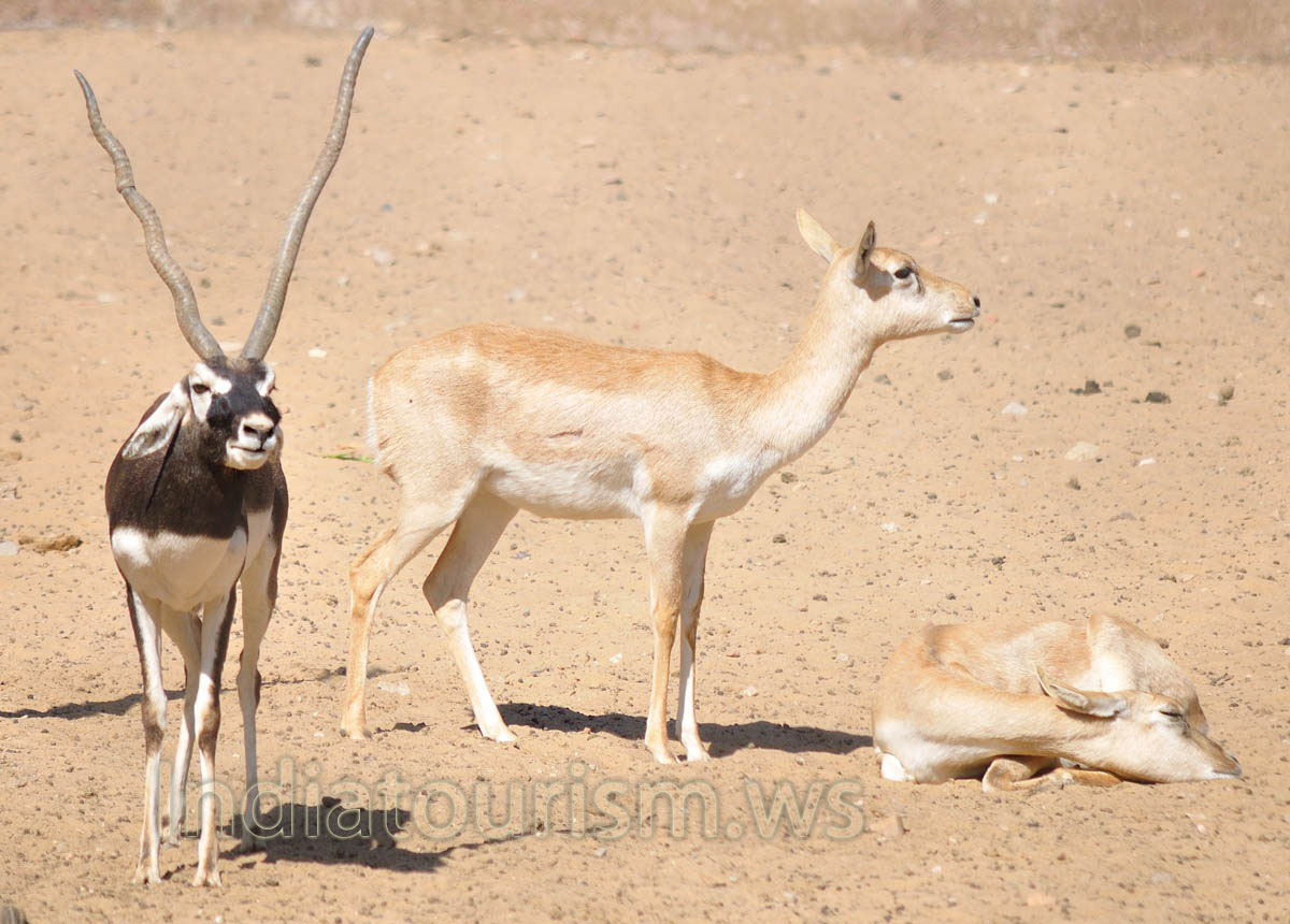 male and female blackbucks
