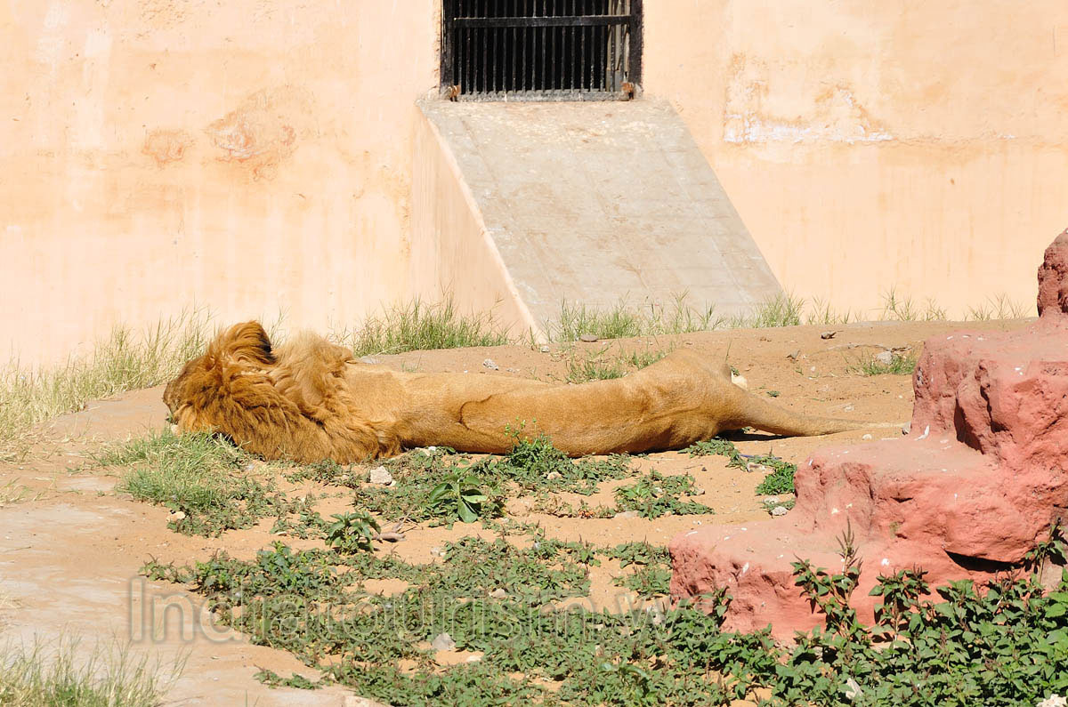 Indian lion sleeps on the sunshine
