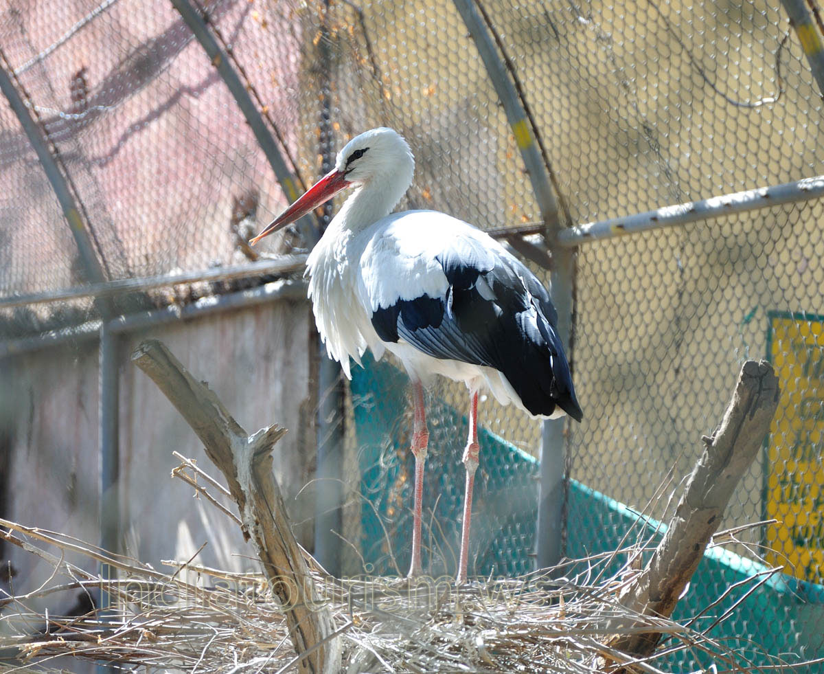 White Stork (Ciconia ciconia)