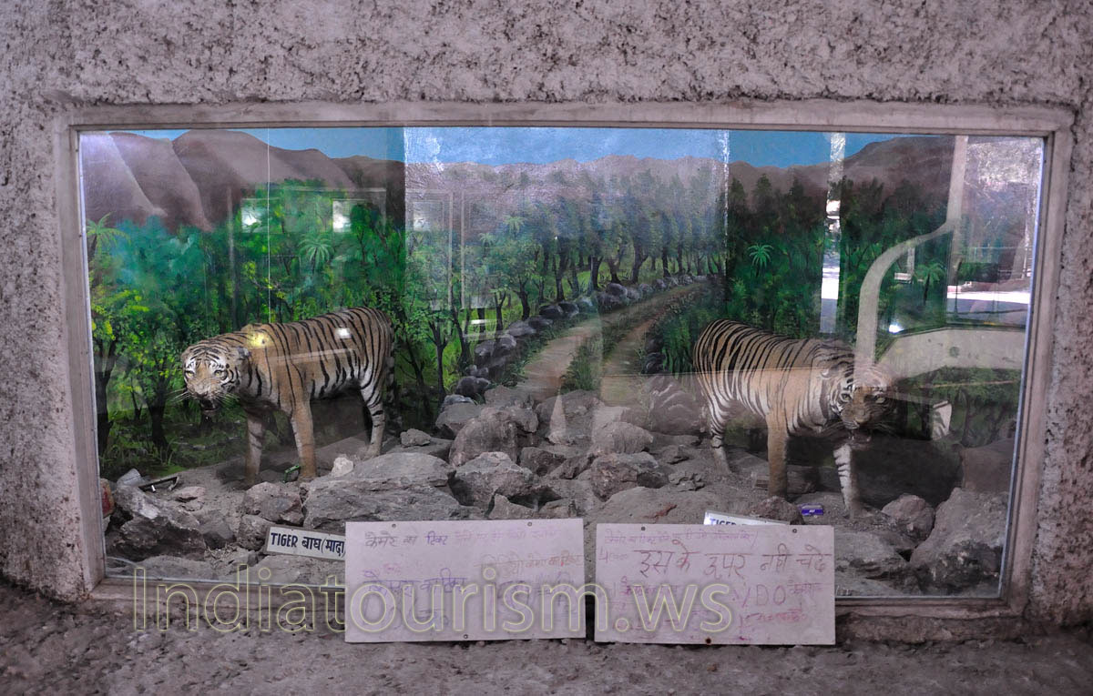 Natural History Museum: tigers