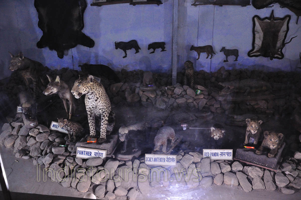 Natural History Museum: wolf, panther, scaly anteater and red panda