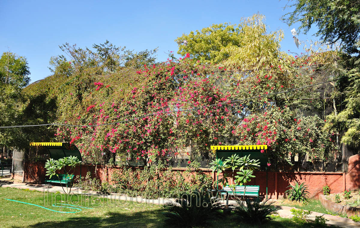 There are flowers in abundance here