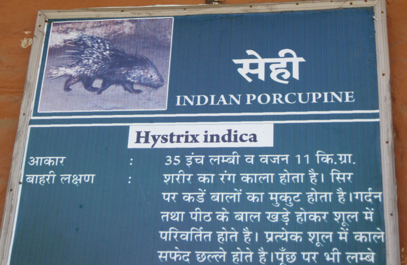 The poster about Indian porcupine