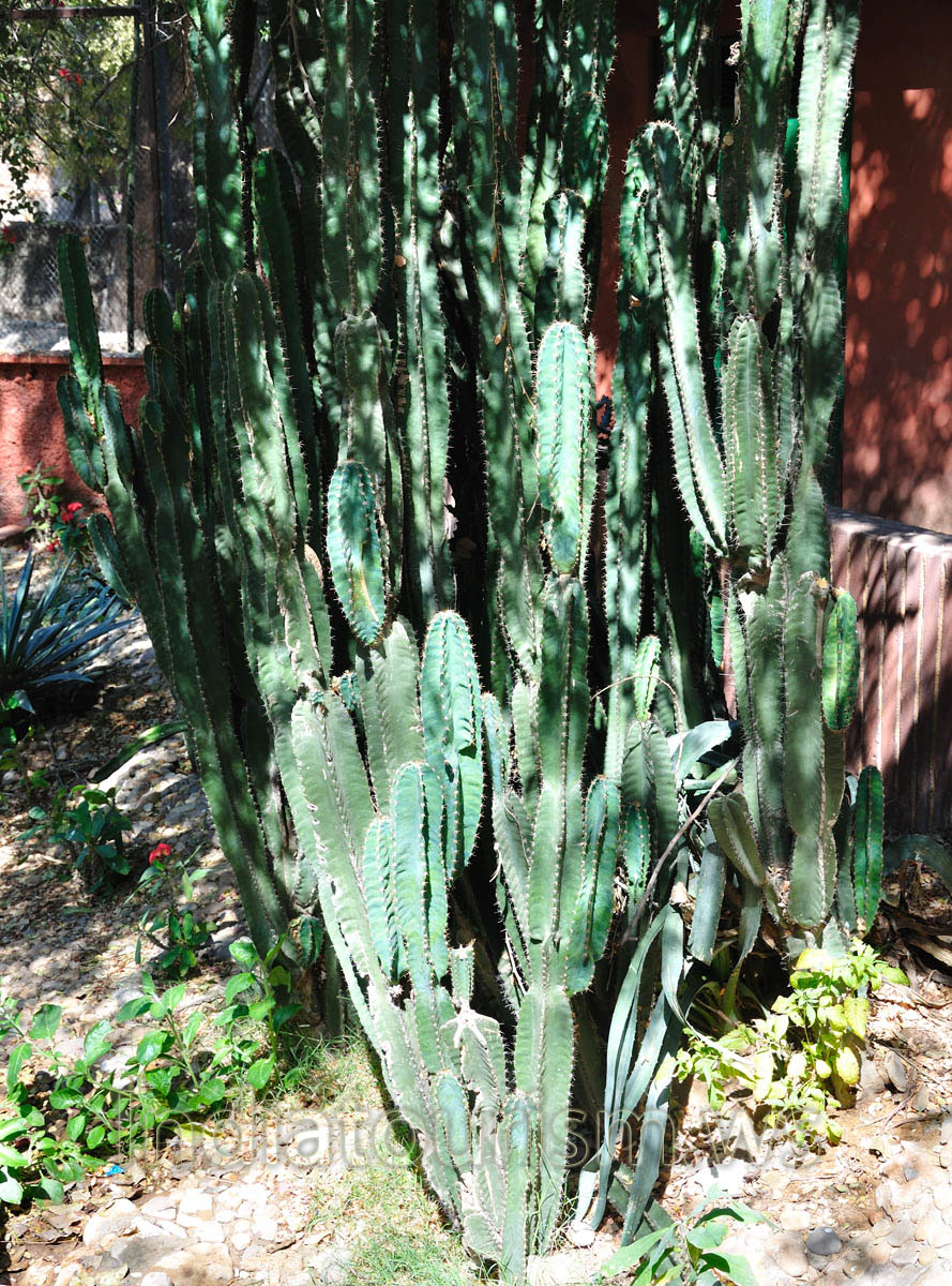 cacti thicket