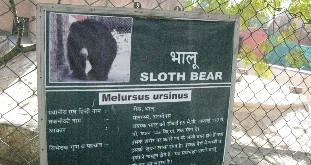 The poster about Sloth bear
