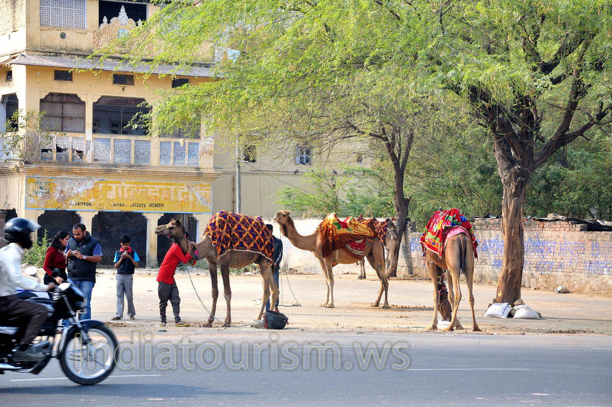 Camels are handsomely caparisoned with carpets