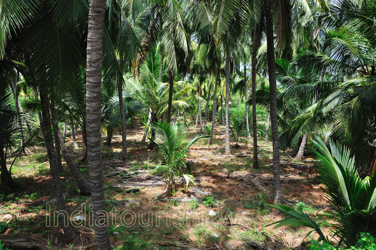 ordinary forest at the southernmost tip of india