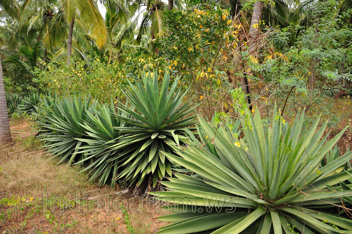 agaves grow in the wild forest