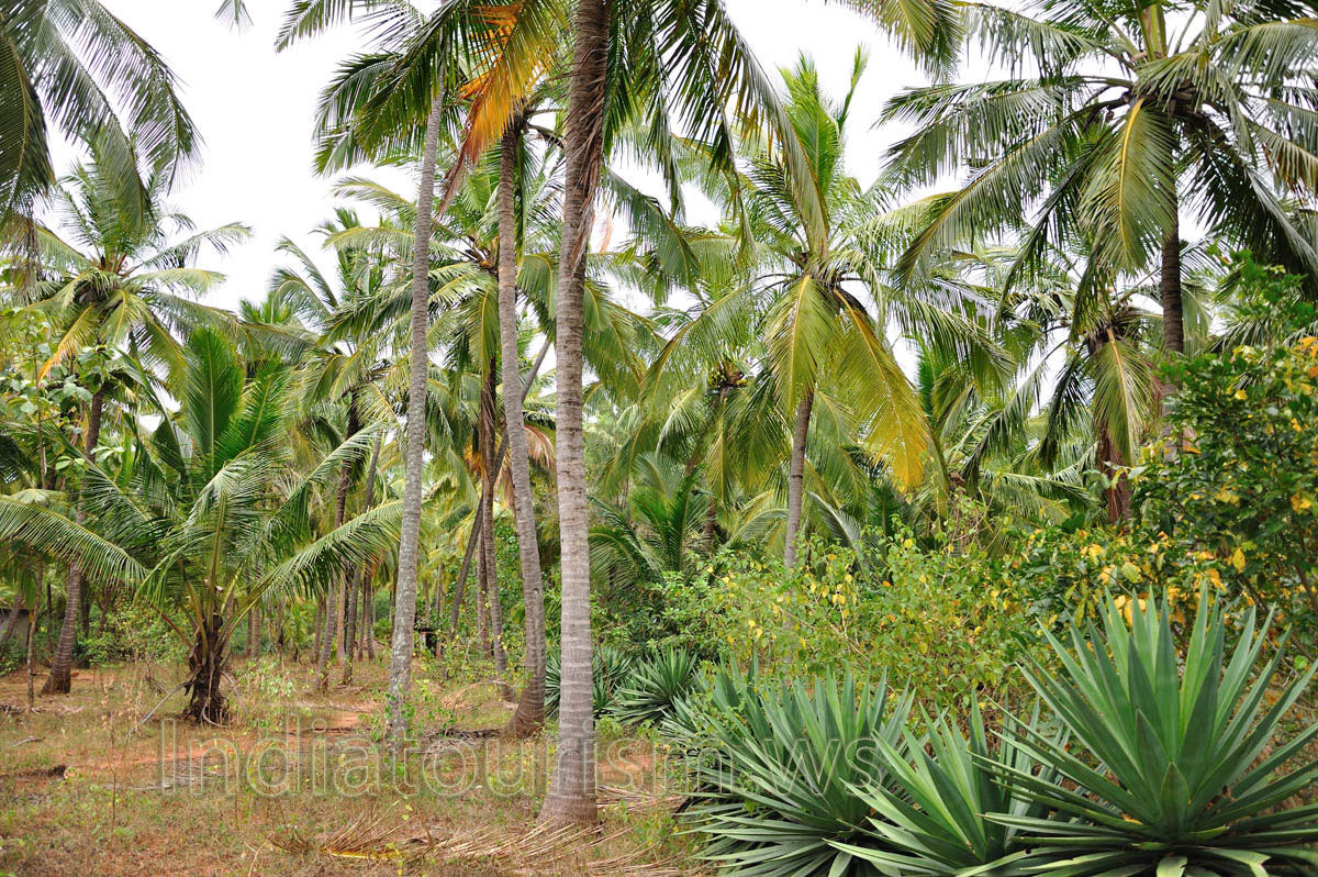 the most numerous tree of the forest is the coconut palm
