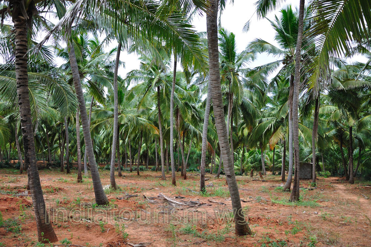 coconut palms (cocos nucifera) are everywhere