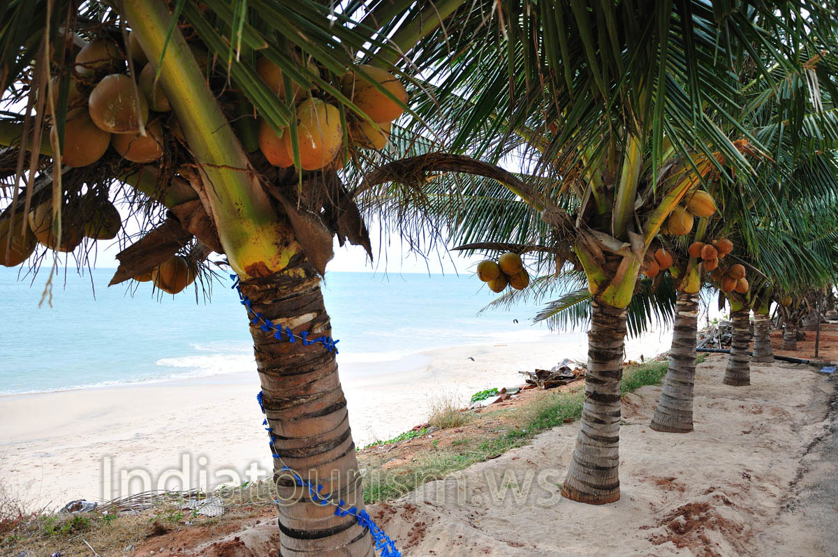 orange coconuts of decorative palms