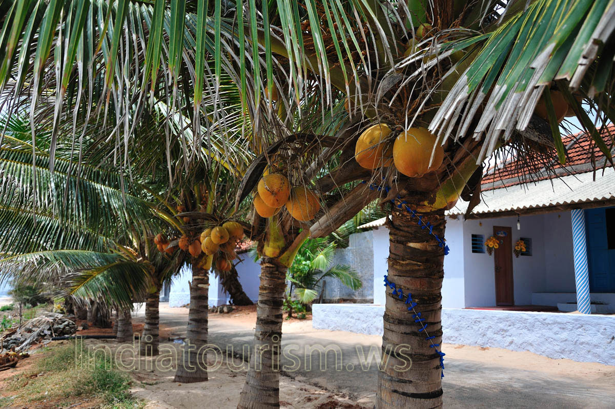miniature coconut palms
