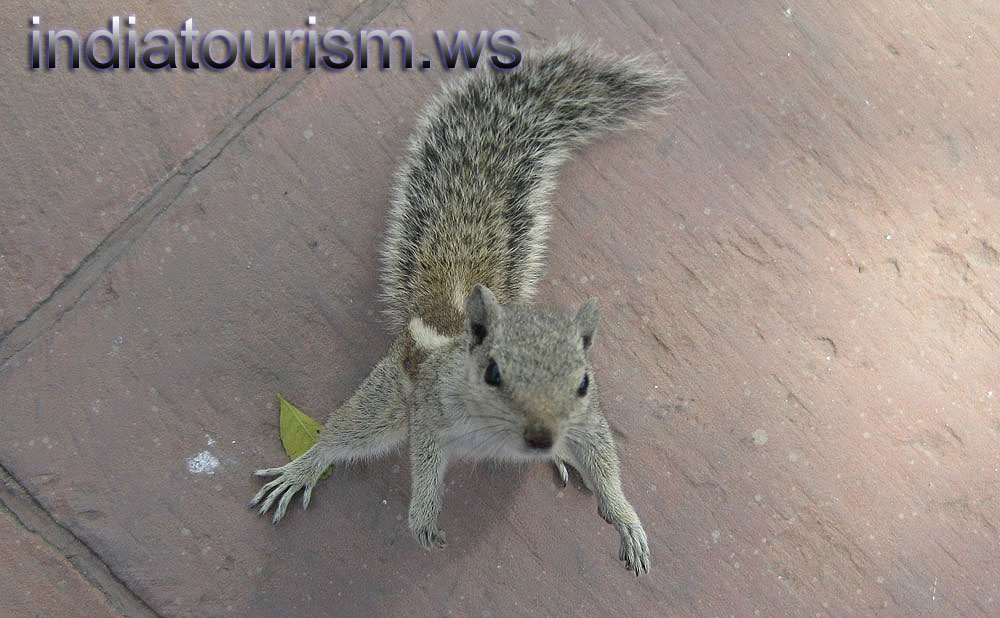 Five-striped palm squirrel (Funambulus pennanti)