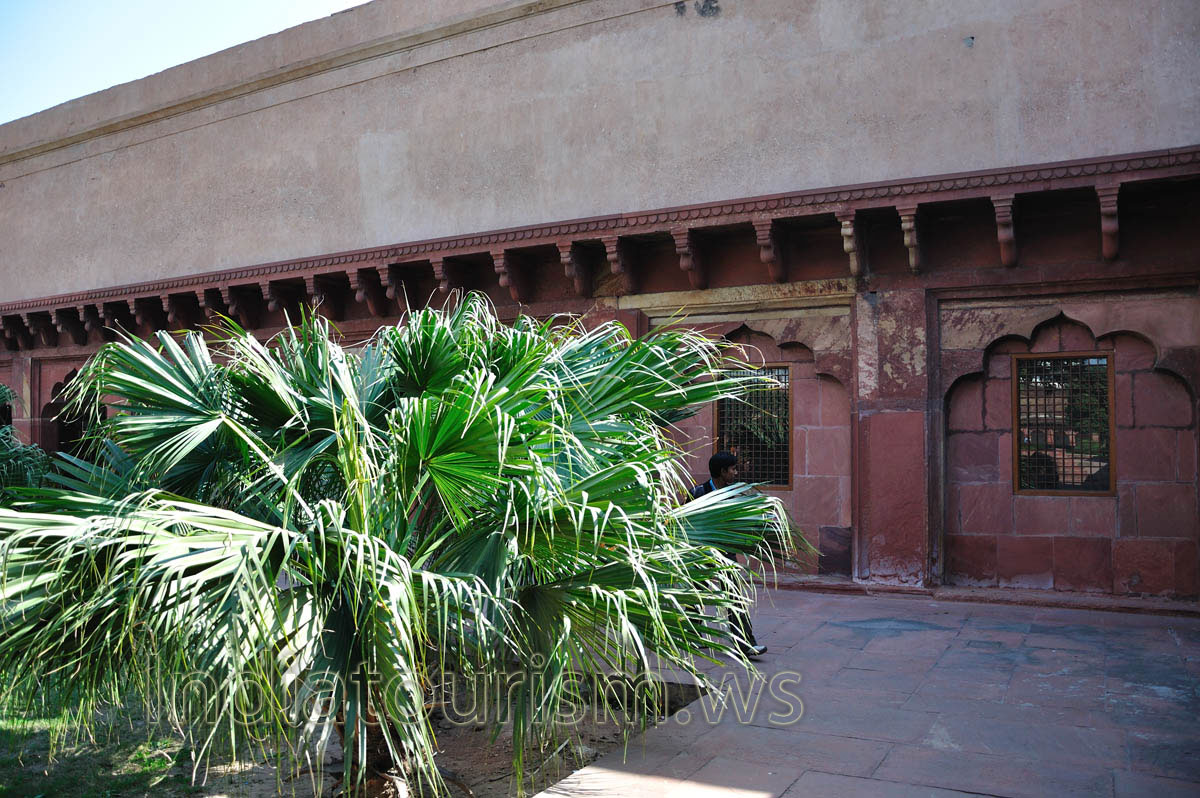 Palm tree in the Diwan-i-Am garden