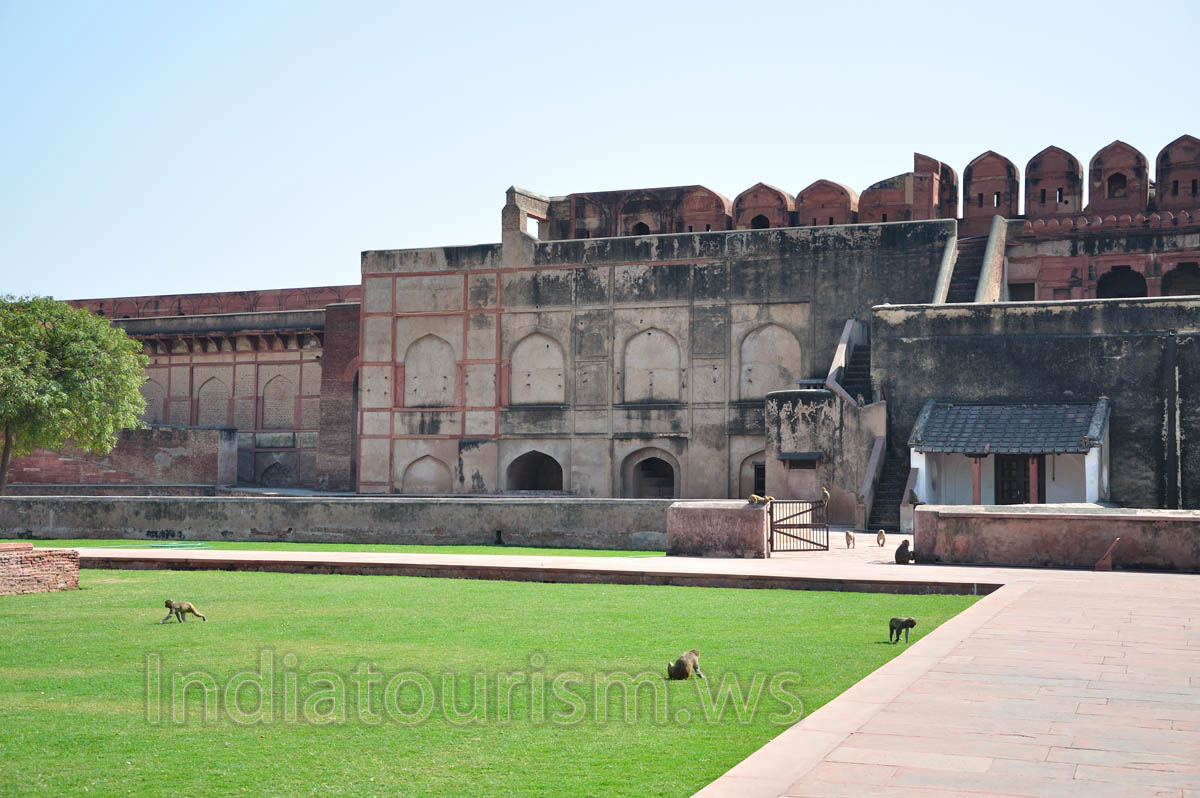 monkeys run along the green lawn
