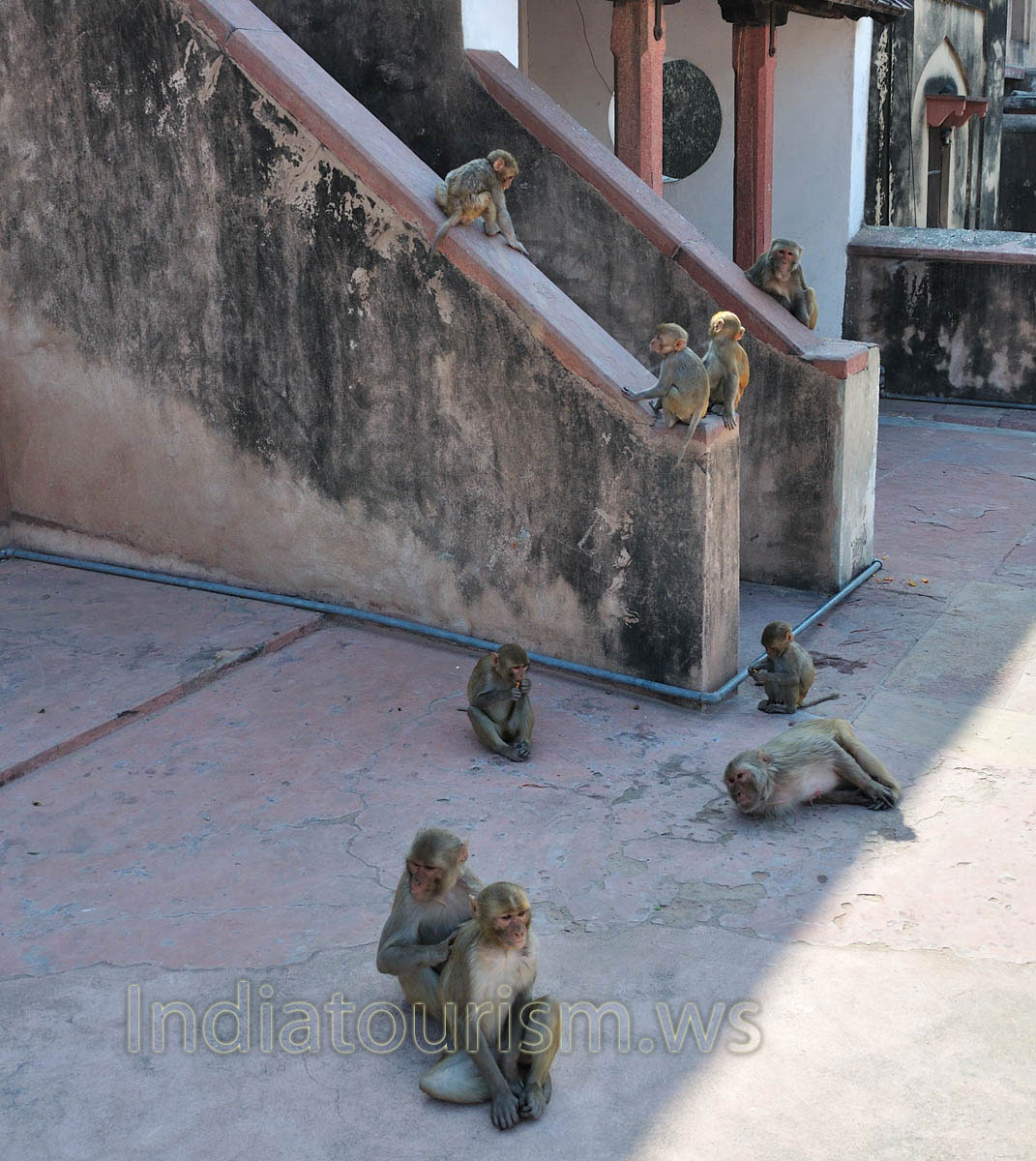macaques resting in the shade